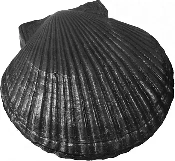 Камень чугунный Ракушка